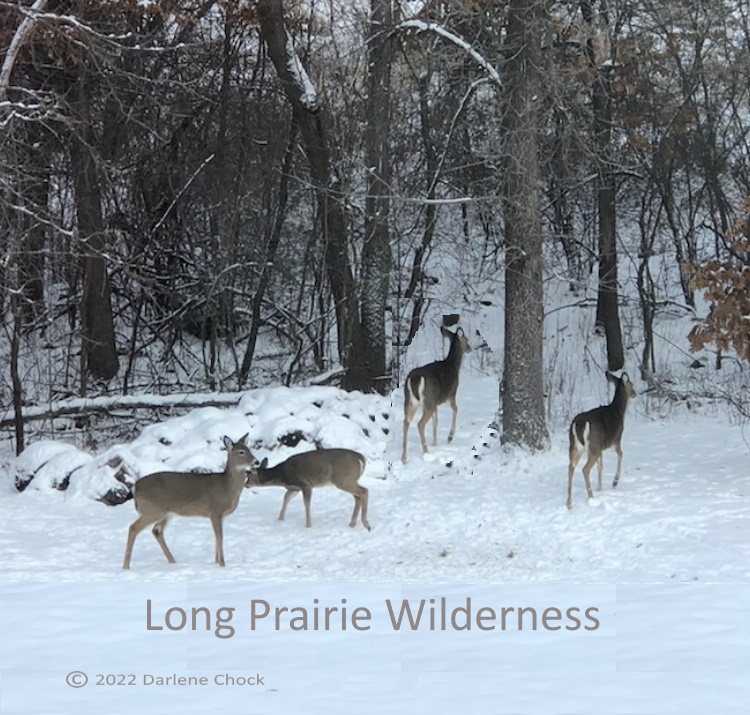 White-tailed deer